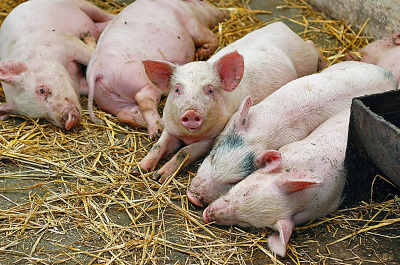 Один из основных факторов возникновения и распространения африканской чумы свиней